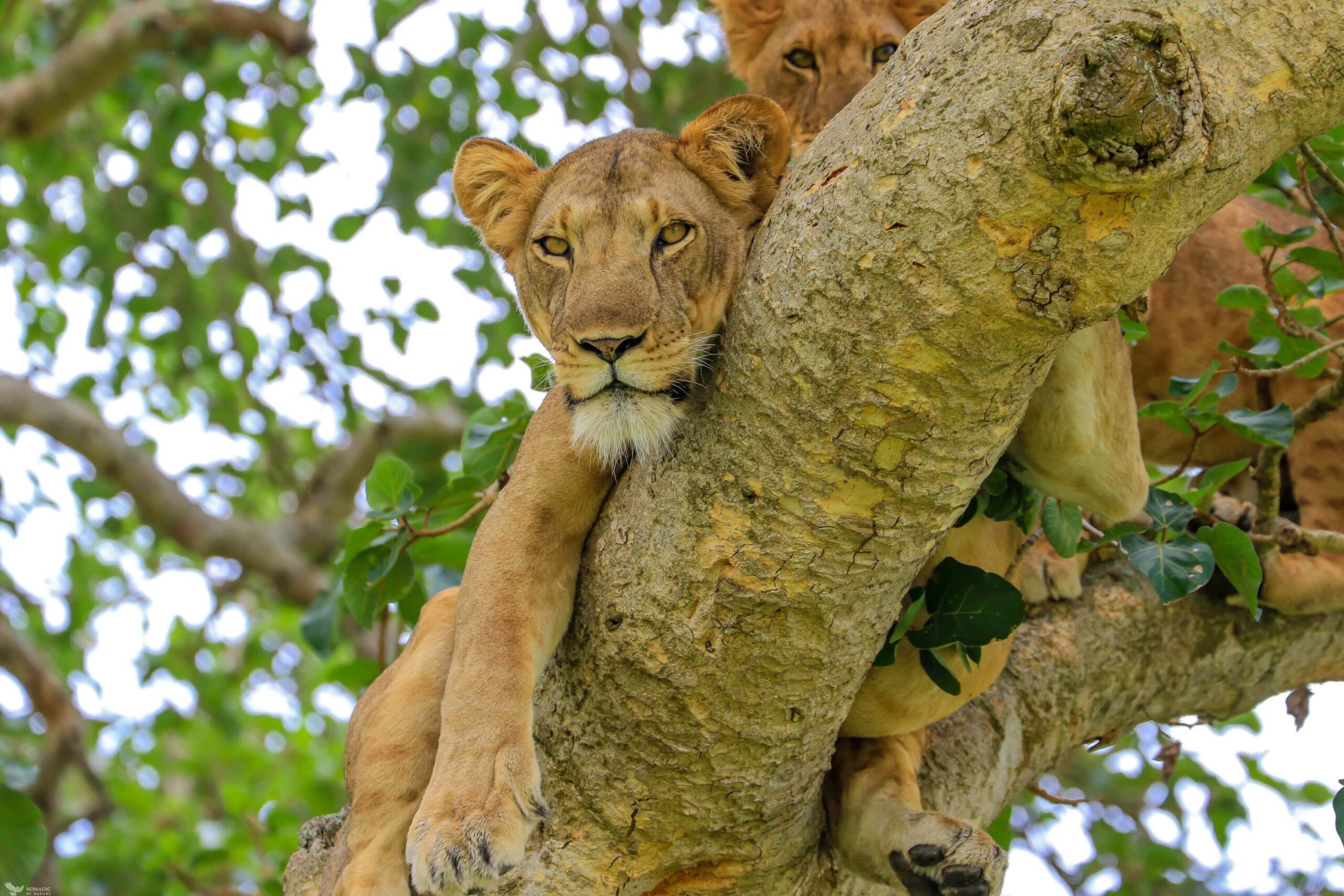 Tree climbing